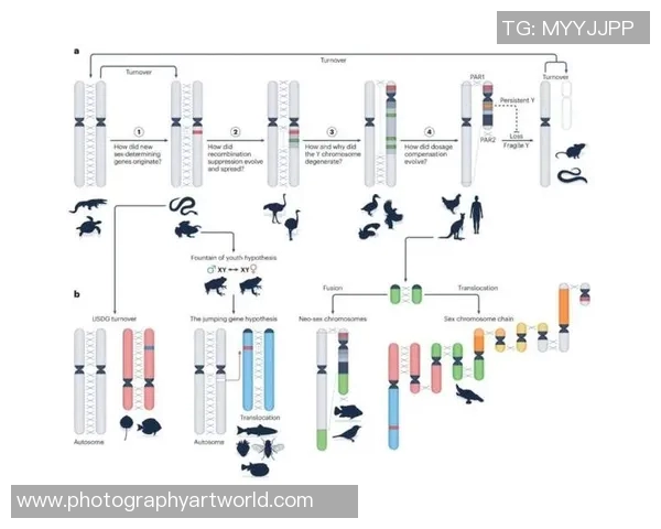 成都篮球队的团队意识与战术配合探讨及其对比赛的影响分析